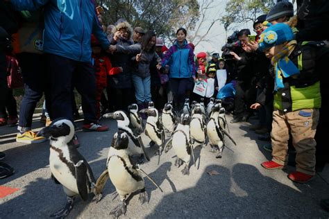 Zoo Delight As Penguins Take A Stroll Shine News