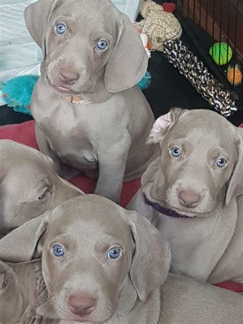 25 Excited Kennel Club Weimaraner Puppies Image Hd Ukbleumoonproductions