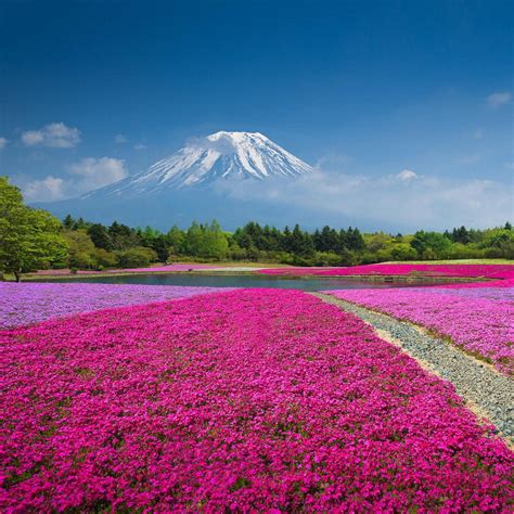 Nama taman sakura berkaitan dengan keberadaan tanaman bunga sakura di objek wisata ini. Gambar Taman Bunga Kartun Berwarna - Gambar Ngetrend dan VIRAL