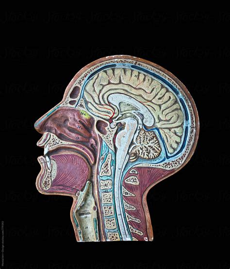 Human Head Anatomy By Mental Art Design