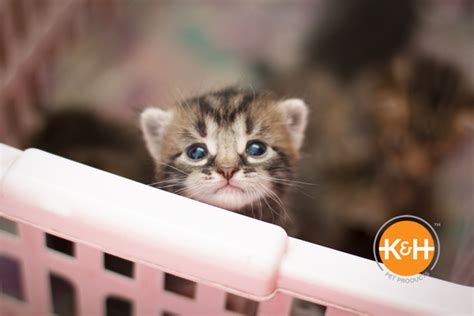 Keeping Newborn Kittens Warm — Kandh Pet Products