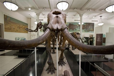 Facts About Mastodons Live Science