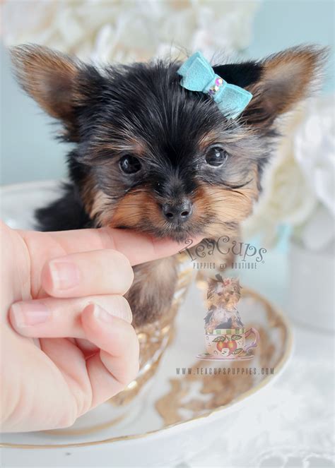 Check spelling or type a new query. Toy Yorkies and Teacup Yorkies | Teacups, Puppies & Boutique