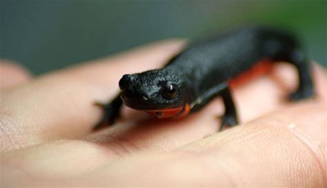 Quiet Cornerfire Bellied Newts Care Quiet Corner