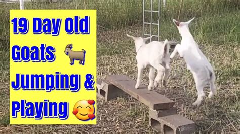 19 Day Old Baby Goats Jumping And Playing Youtube