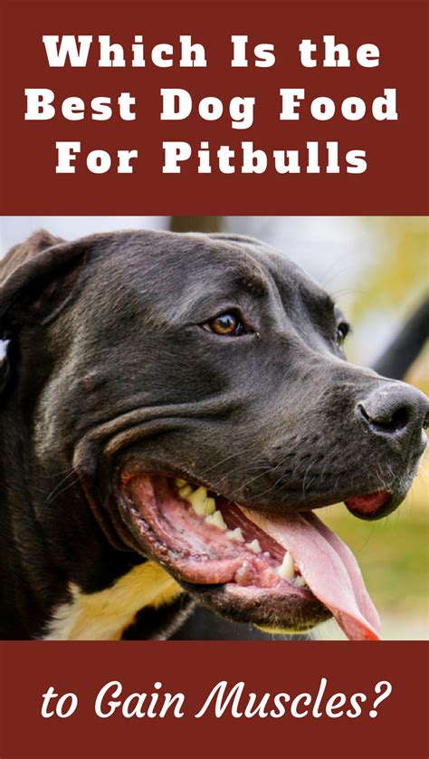 How much food you give to your dog depends on it an appetite, but the general rule is not to overfed or underfed. Which Is The Best Dog Food For Pitbulls To Gain Muscles ...