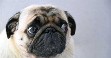 This Viral Mri Scan Of A Pugs Face Is Weirding Out The Internet