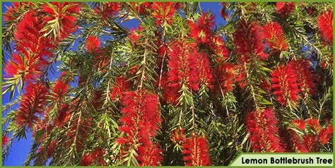 Top Trees For Red Flowers In Spring And Summer