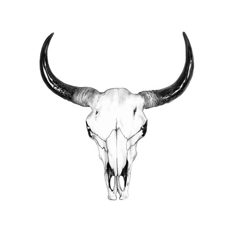Cow Skull Drawings And Bull Skull Drawingjohn Gordon Art In 2020