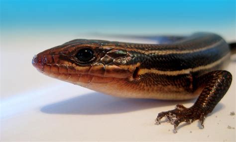 Juvenile Male Broad Headed Skink Florida Reptiles