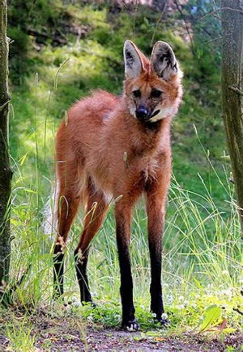 Maned Wolf The Animal Facts