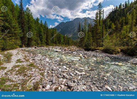 A Small Mountain River Flows Over The Stones Between The Coniferous