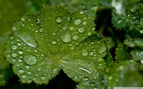 Fresh Water Drops On A Green Leaf Ultra Hd Desktop