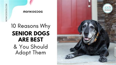10 Reasons Senior Dogs Are The Best Monkoodog