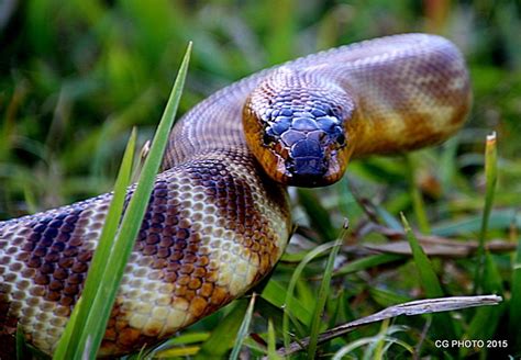 Woma Python Aspidites Ramsayiwoma Python Cool Snakes Beautiful Snakes