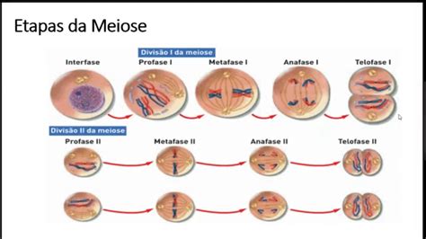 Aula Ciclo Celular Meiose Youtube