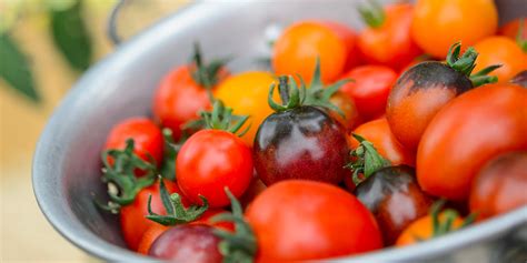 How To Grow Tomatoes Best Tomato Varieties Which