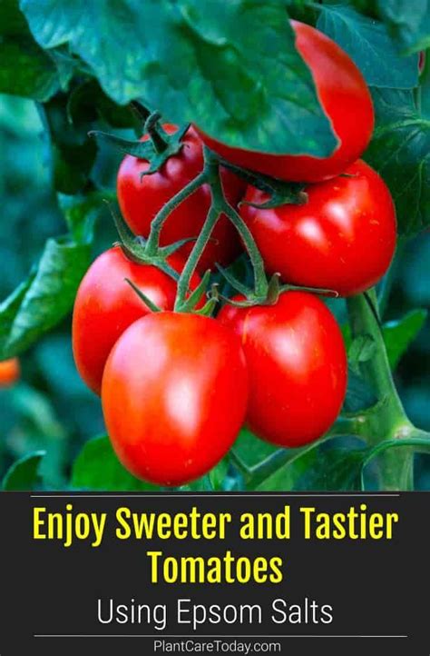 Epsom Salt For Tomato Plants Makes Sweeter Tastier Tomatoes Growing