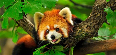 Six Red Panda Facts For International Red Panda Day China