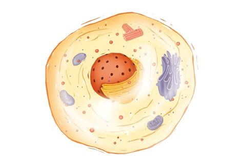 Cytoplasm Definition Function Structure And Location What Are