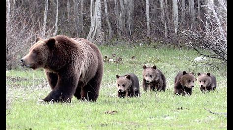 Wildlife Photography Grizzly 399 And 4 Cubs Growing Big Jackson Hole