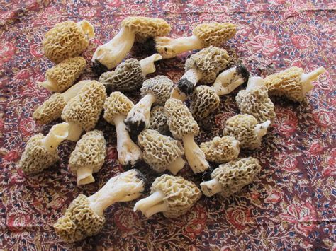 Fresh Picked Morels Are The Best Mushrooms Your Tastebuds Will Ever