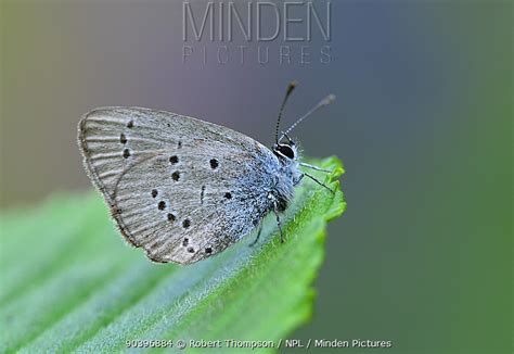 Minden Pictures Small Blue Butterfly Cupido Minimus On Leaf Near