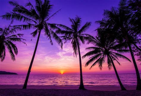 Summer Holiday Blue And Purple Sky With Palm Tree Sandbeach And Sunset