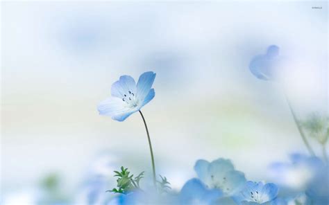 Blue And White Floral Desktop