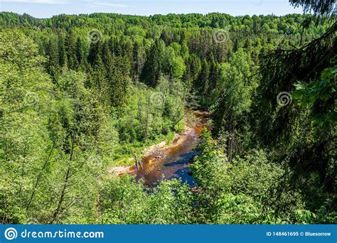 Scenic River View Landscape Of Forest Rocky Stream With Trees On The