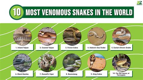 The Top 10 Most Venomous Snakes In The World A Z Animals