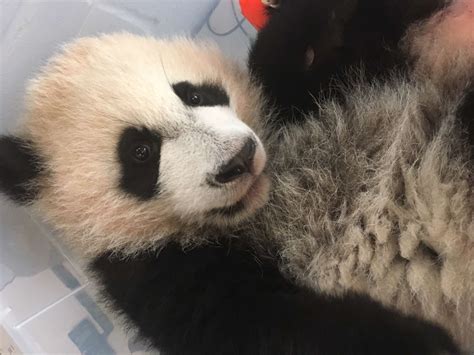 Panda Updates Wednesday March 29 Zoo Atlanta