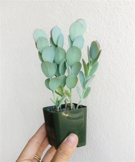 Very similar to the original kalanchoe, most of them have the ability to produce plantlets via their leaves (kalanchoe tends not to do this unless in special conditions), with the purpose of asexual reproduction/. Kalanchoe Panamensis Kalanchoe Marnieriana Tall Green ...
