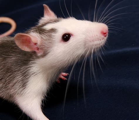Pet Rat Free Photo Download Freeimages