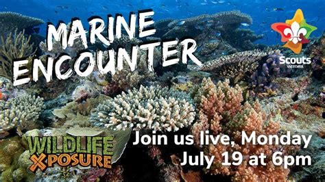 Scout Quest Marine Encounters Youtube