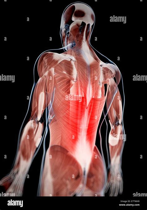 Human Back Muscles Computer Artwork Stock Photo Alamy