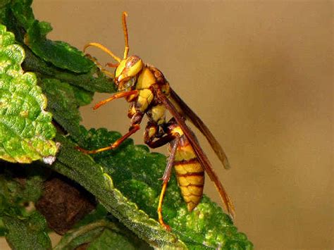 Types Of Paper Wasps Pictures And Identification Green Nature Vlrengbr