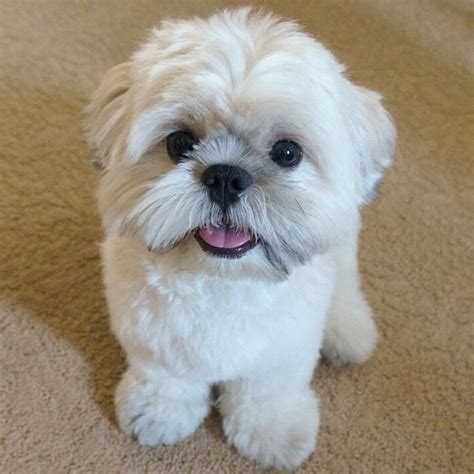 Top 10 Cutest Shih Tzus On Instagram Shih Tzu Dog Shih