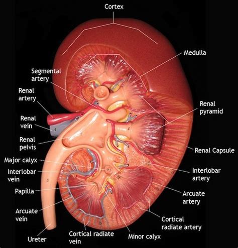 Early Warning Signs Of Kidney Diseasepositivemed Stay Healthy Live