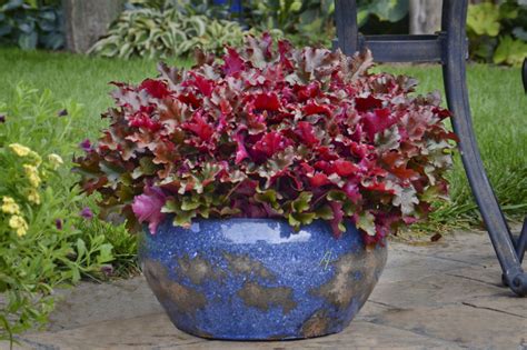 5 Best Plants For Container Gardening