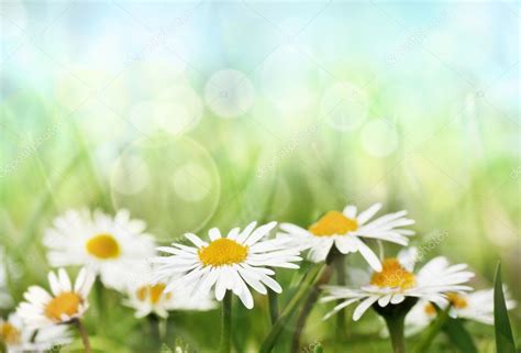Daisies On Spring Background Stock Photo By ©mythja 5818888