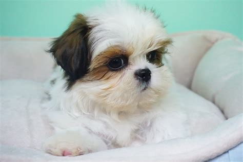 Shih Tzu Puppies For Sale Orange County Ca