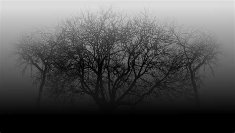 Three Trees In The Fog Lucianomandolina Flickr
