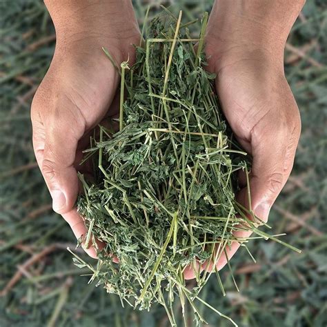 Alfalfa Hay At Best Price In India