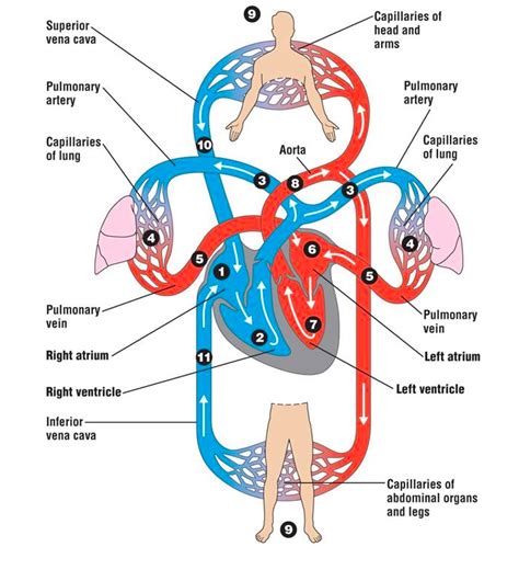 Human Circulatory System And The Order The Flow Of Blood Goes