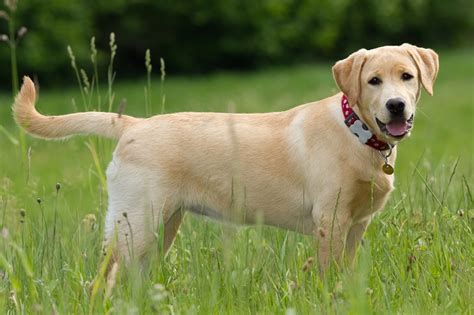 Active Dog Breeds Perfect For Exercise Junkies Petbarn