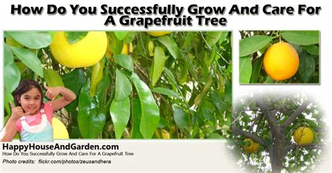 How Do You Successfully Grow And Care For A Grapefruit Tree
