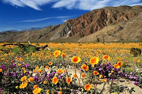 A Rare Super Bloom Of Desert Flowers Will Be The Pop Of Color Your Ig