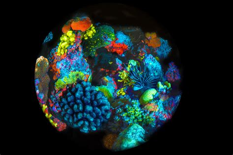 Mixed Fluorescent Corals