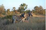 Photos of Safari Park In South Africa